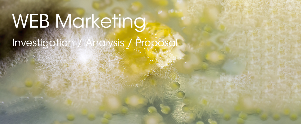WEB Marketing Investigation / Analysis / Proposal